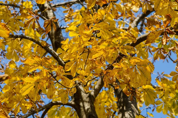 Осінній Ліс Красиве Жовте Листя Невелика Глибина Різкості — стокове фото