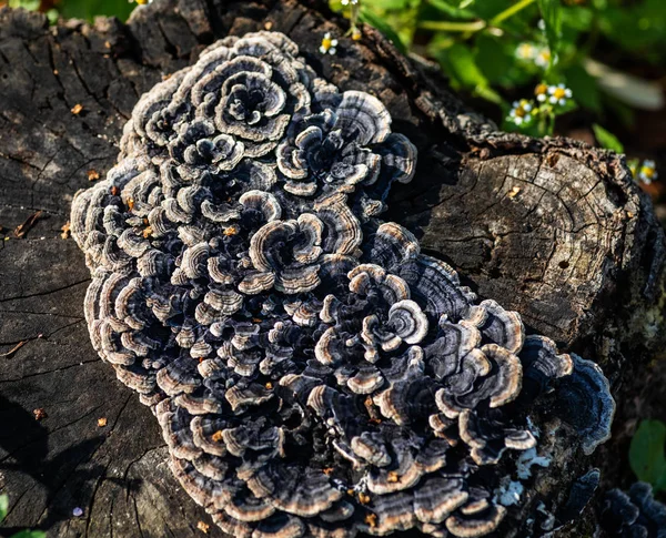 Cogumelo Árvore Toco — Fotografia de Stock