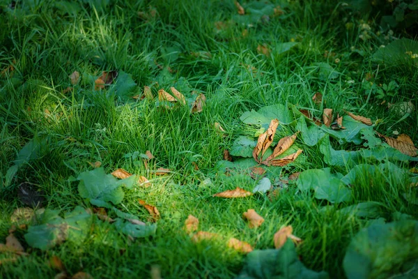 Herfst Bladeren Closeup View Natuurlijke Achtergrond Oppervlakte Van Het Ondiepe — Stockfoto