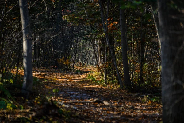 Herfst Het Bos Mysterieuze Alley — Stockfoto