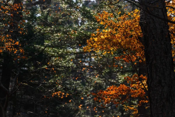 Otoño Bosque Hojas Arce Luz Del Sol —  Fotos de Stock