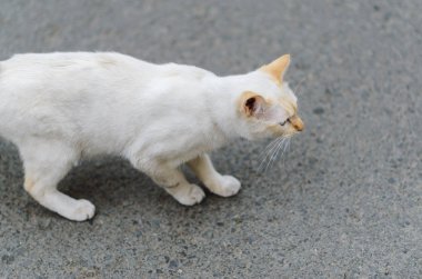 Sokak kedisi yolda. Alan derinliği ile seçilen odak.