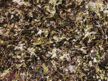 Sahilde kuru deniz yosunu.