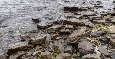 Sahilde birçok küçük salyangoz.