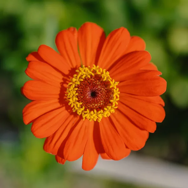 Blume Der Zinnien Garten — Stockfoto