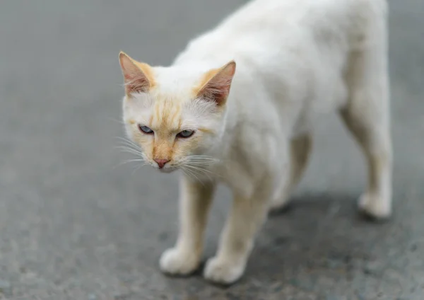 在路上的流浪猫 具有景深的选定焦点 — 图库照片