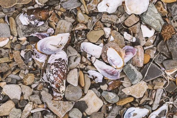 Conchas Pedras Praia — Fotografia de Stock