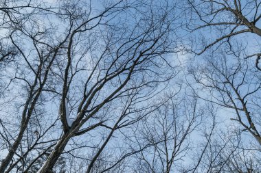 Mavi gökyüzü arkaplanı üzerinde ağaç dalı silueti.