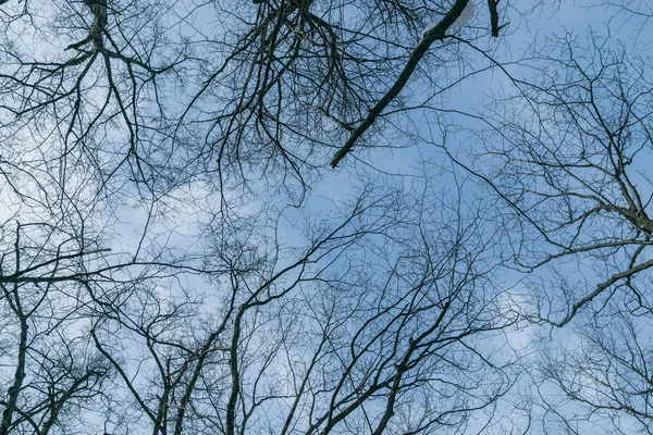 青い空の背景に木の枝のシルエット — ストック写真