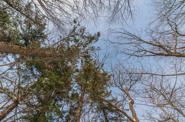 Silhueta Ramo Árvore Sobre Fundo Céu Azul — Fotografia de Stock