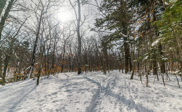 Зимнем Лесу Солнечный День — стоковое фото