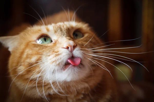 可爱的猫看某处 并显示舌头 — 图库照片