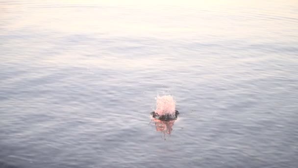 Piedra Cae Agua Produce Olas Anillos Superficie Del Agua Atardecer — Vídeos de Stock