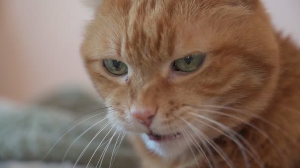 Lovely Red Cat Slow Motion — Stock Video