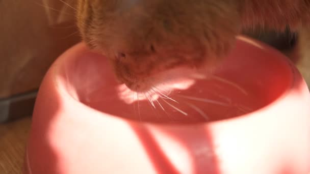 Chat Rouge Boit Eau Dans Une Assiette Ralenti Concentration Sélective — Video