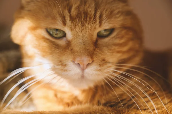 Sleepy red cat. Selective focus on nose.