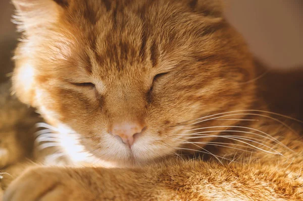 Schläfrige Rote Katze Selektiver Fokus Auf Die Augen — Stockfoto
