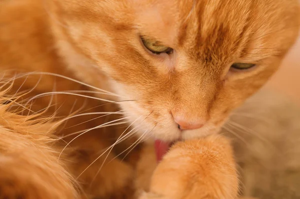 Κόκκινη Γάτα Πλένεται Επιλεκτική Εστίαση — Φωτογραφία Αρχείου