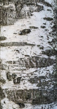 Huş kabuğu yakın çekim. Doğal doku.