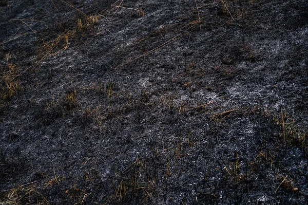 Згоріла Трава Після Пожежі Вибірковий Фокус — стокове фото