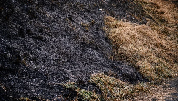 Bränt Gräs Efter Skogsbrand Selektivt Fokus — Stockfoto