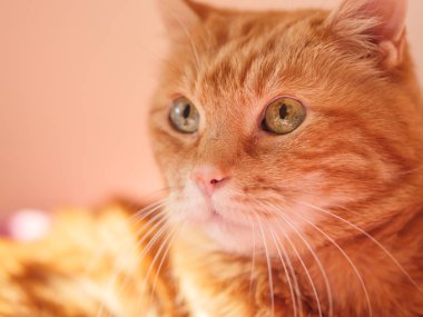 Güzel kedi bir yer arıyorum. Seçici yumuşak odak.