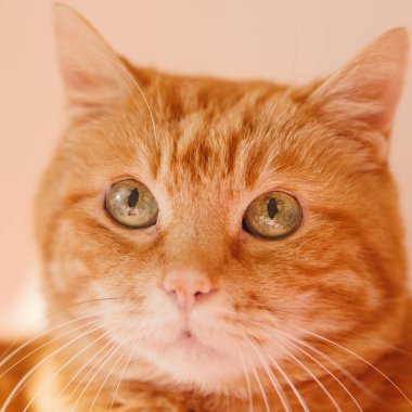 Güzel kedi bir yer arıyorum. Seçici yumuşak odak.