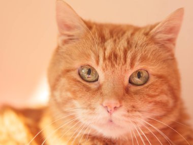 Güzel kedi bir yer arıyorum. Seçici yumuşak odak.