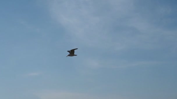 Flying Seagull Blue Sky Slow Motion — Stock Video