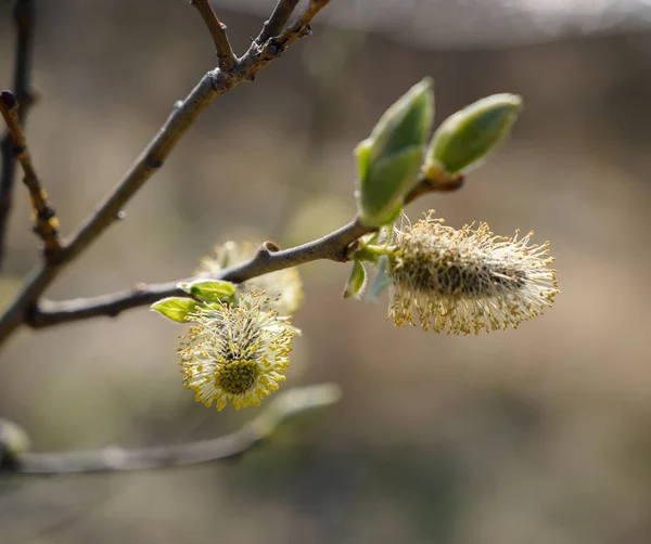 Willow Shoots Yellow Pollen Branches Tree — Stock Photo, Image