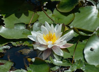 Gölette beyaz su zambağı.