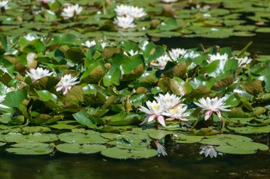 Gölette beyaz su zambağı.
