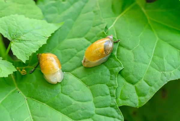 Succinea Putris Amber Snails Green Leaf — Stock Photo, Image