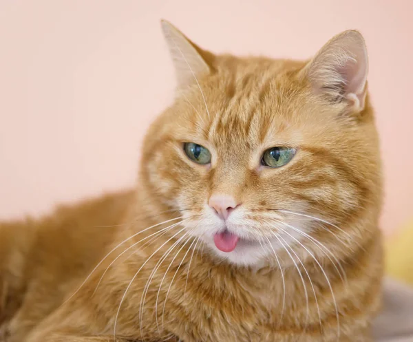 Bel Gatto Guardando Qualche Parte Mostrando Sua Lingua — Foto Stock