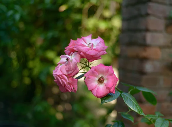 Blomma Hundros Rosa Canina Nypon Som Växer Naturen Selektiv Inriktning — Stockfoto