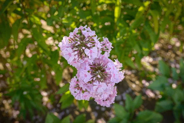 Rosa Phlox Blüten Garten — Stockfoto