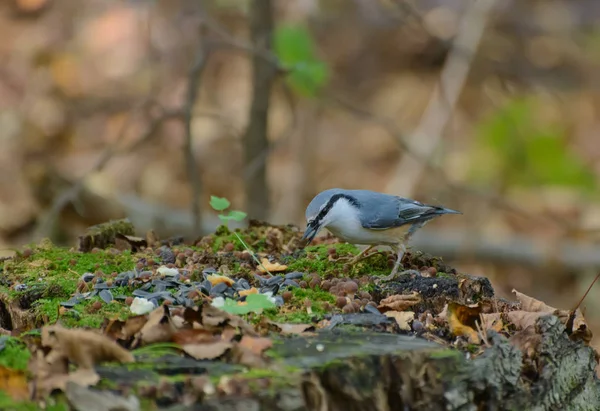 Nuthatch Tree Stump Forest Selective Focus Shallow Depth Field — Stock Photo, Image
