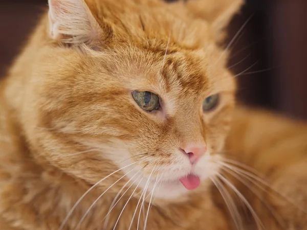 Bel Gatto Guardando Qualche Parte Mostrando Sua Lingua — Foto Stock