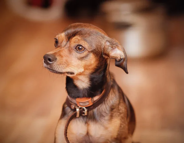 Miniature Pinscher Puppy Home — Stock Photo, Image