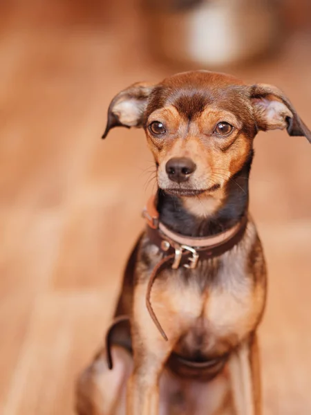 Miniature Pinscher Puppy Home — Stock Photo, Image