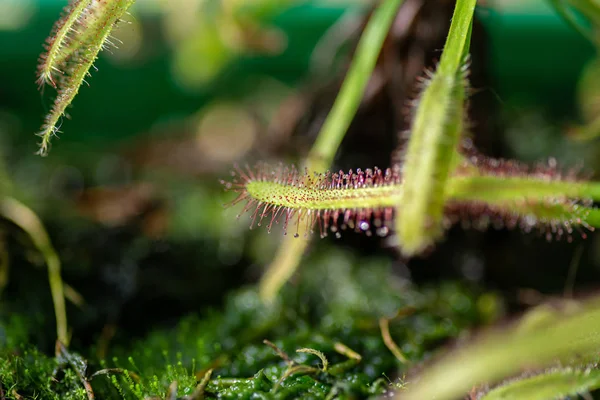 Rosée Carnivore Des Plantes Concentration Sélective — Photo