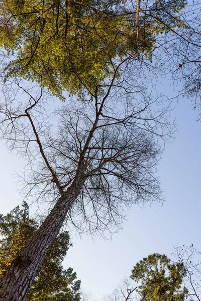 Boom Takken Silhouet Boven Hemel — Stockfoto