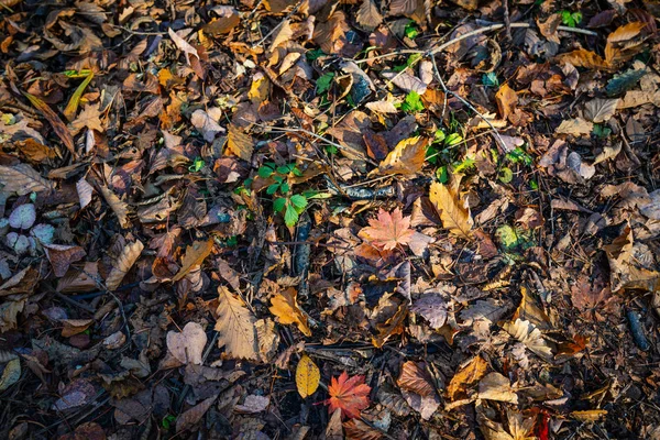 Verdorde Herfstbladeren Weg Selectieve Focus — Stockfoto