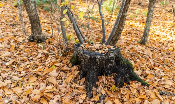 Dans Forêt Automne Par Temps Nuageux — Photo