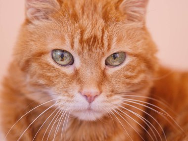 Uykucu kızıl kedi. Seçici odak.