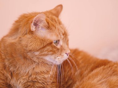 Uykucu kızıl kedi. Seçici odak.