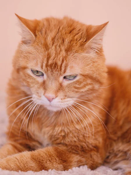 Gato Gengibre Sonolento Foco Seletivo — Fotografia de Stock