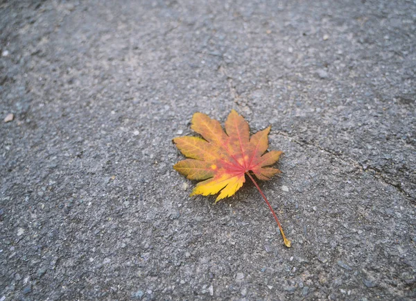 Fallen Autumn Leaf Asphalt — Stock Photo, Image