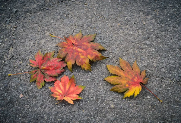 Fallen Autumn Leaves Asphalt — Stock Photo, Image