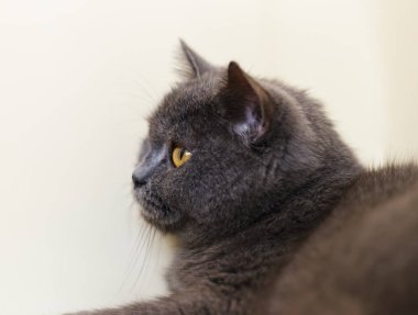 İngiliz Shorthair. Gözüne odaklan..